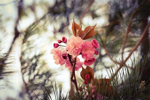 古风伤心文案 惊艳的古风文案句子