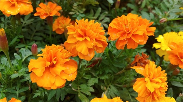 致真心朋友的句子 关于朋友的优美语段