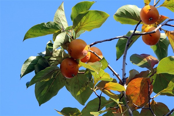 生命教育教案13篇