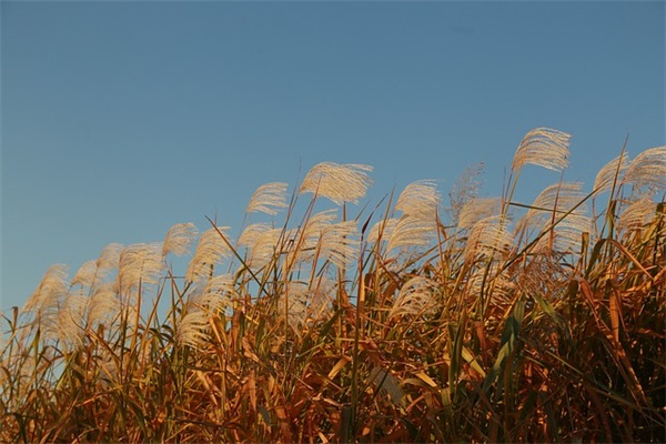 折线统计图教案10篇