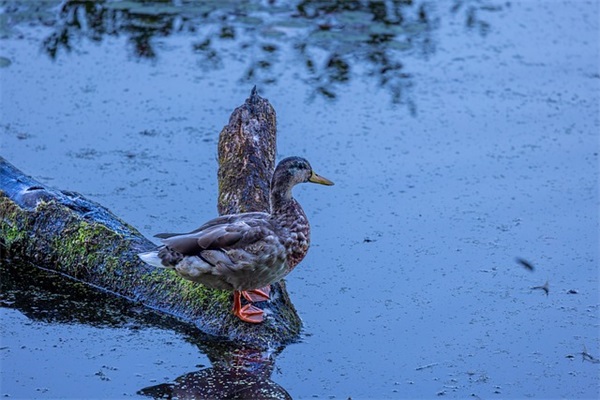 2026年五一假期疫情通知(精选7篇)