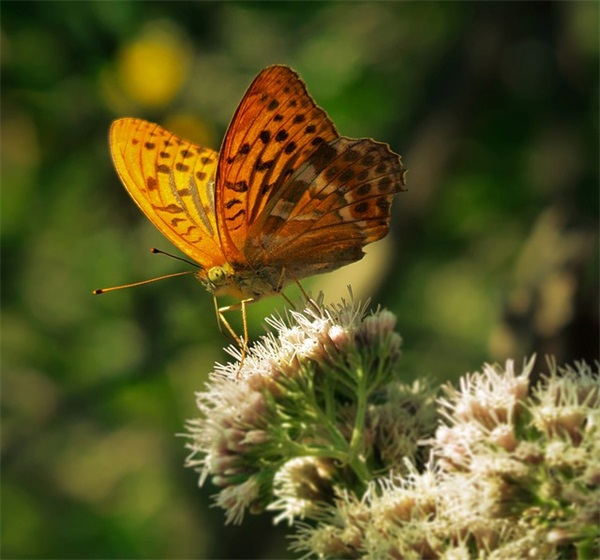假如给我带来三天光明读后感(精选18篇)