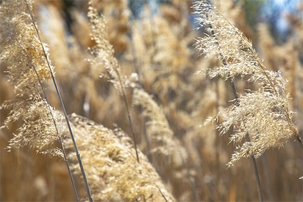 写三八妇女节征文3篇