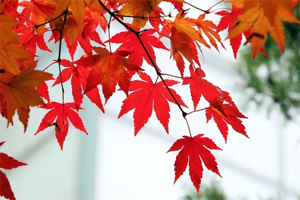 关于德育论文精选范文