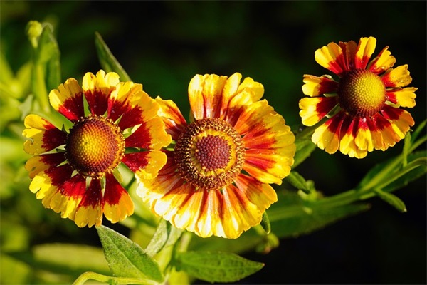 包子包子肉肉及包子包子肉肉快手怎么做？