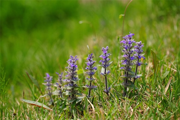 炸鱼块怎么炸又酥又黄不粘锅？