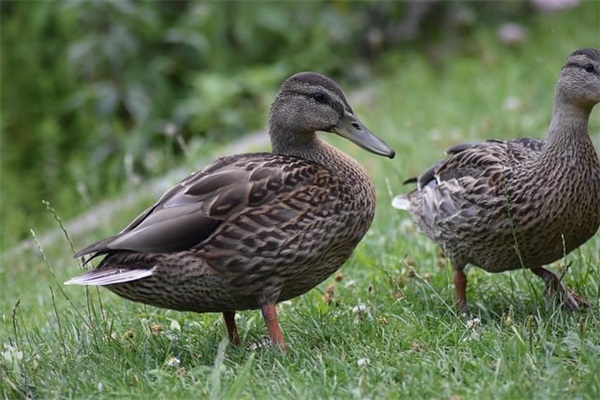 写给小班宝贝的寄语-53句