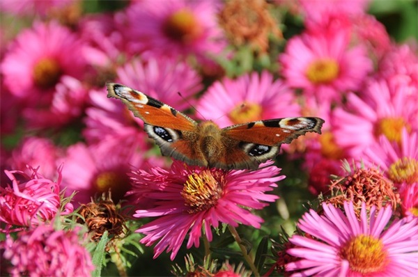 家长寄语简短小学-50句
