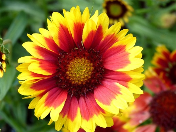 写给女儿成长寄语-53句