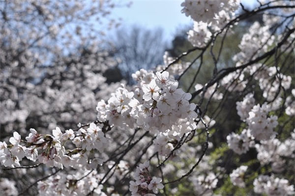 天谕女生游戏名字干净高冷（稀少好听的天谕女生游戏名字）