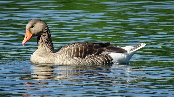 好听好看的游戏英文名（好听一点的游戏英文名）