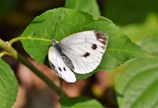 带酒的好玩的网名女孩