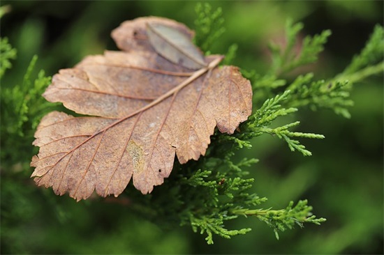 友谊常在的生日祝福语 友谊生日祝福语