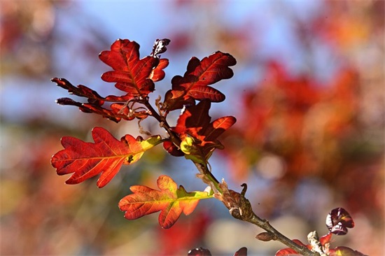 2026年小学期末考试祝福语