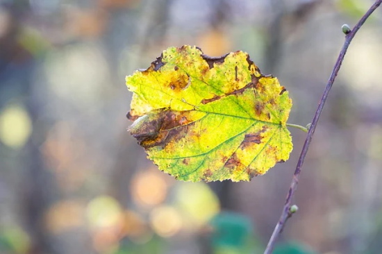 2026疫情终将过去的优美句子 2026冬奥会祝福语英语句子