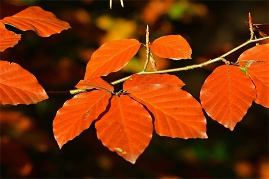好听干净情侣游戏名字（免费分享）