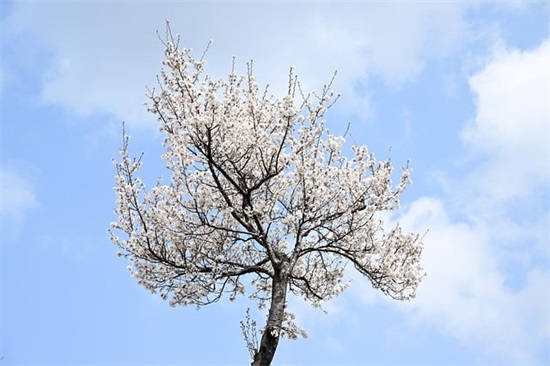 四个字的最好听的微信昵称(共747个)