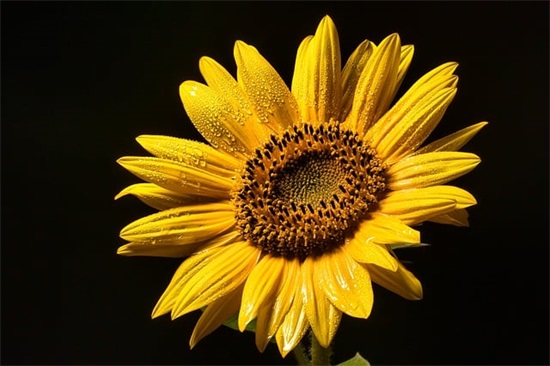 带木字旁的女生网名