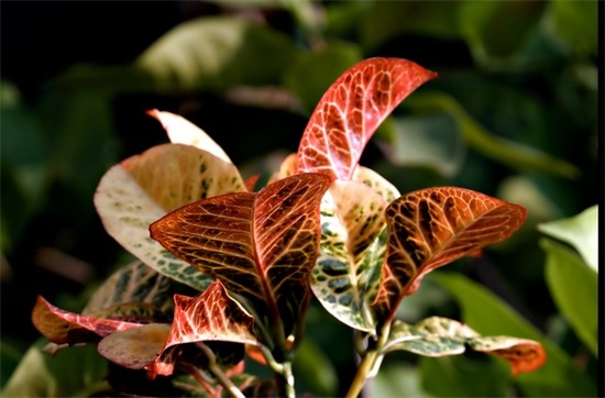 如何恭喜别人搬新家 恭喜乔迁的祝福语