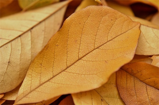 牛年春节祝福语怎么写