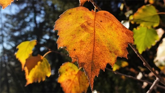 好兄弟结婚的祝福语 好兄弟结婚的祝福语
