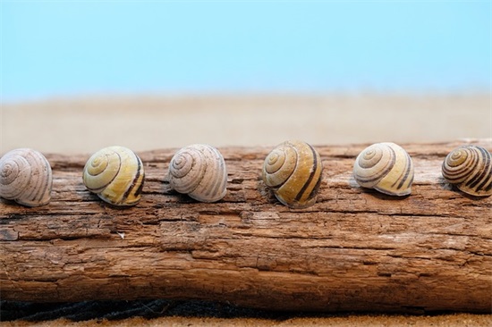 新年字的祝福语55句