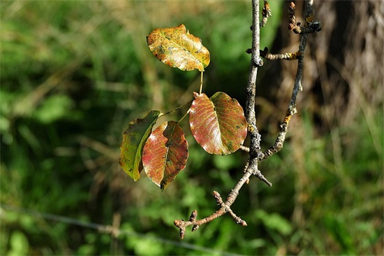 关于大寒节气祝福语
