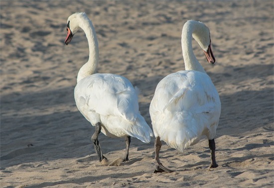 感悟幸福优美句子
