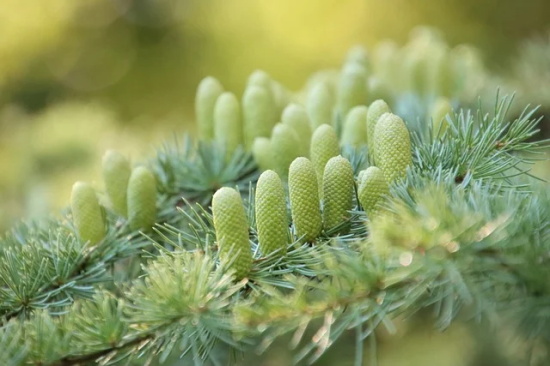 祝奶奶90大寿祝福语短 奶奶90大寿孙女祝福语