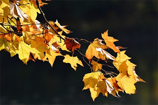 生日祝福暖心的短句 生日祝福语大全简短赞美