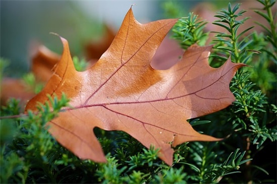 2026开业的员工祝福语