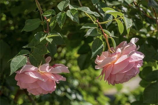 生宝宝祝福语大全33句