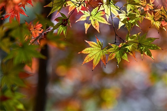 国际护士节暖心祝福语_2026给一线医护人员感谢祝福语最新