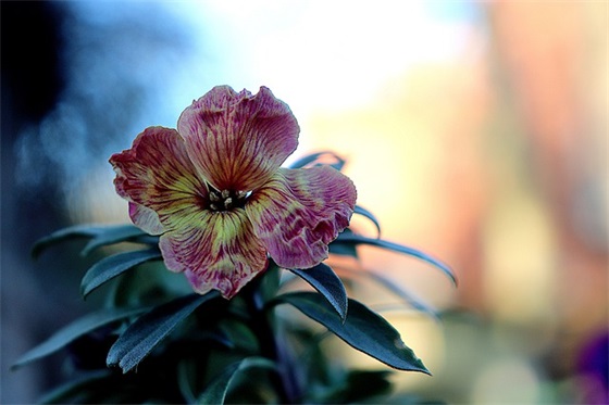 世界艾滋病日的宣传语横幅标语 世界艾滋病日宣传活动图片(精选78句