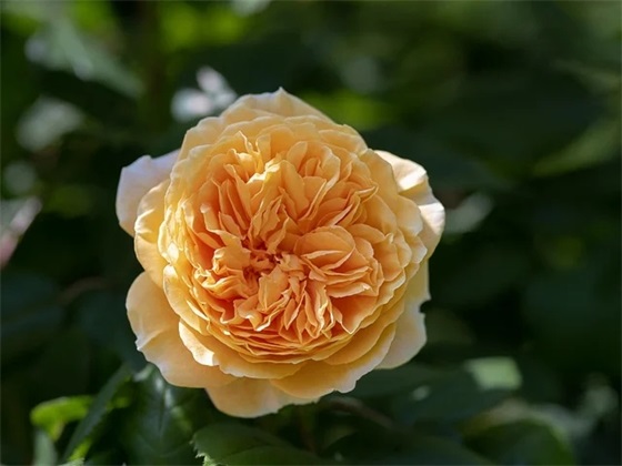 创建安全文明校园标语108句