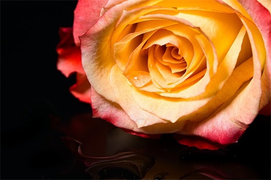 生态宣传标语118句