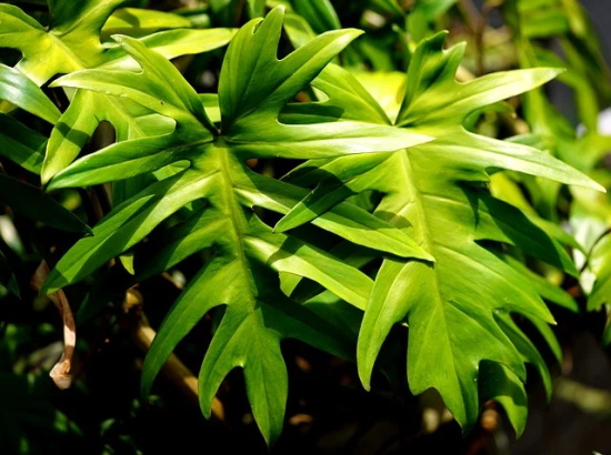 祝初恋生日的祝福语 祝初恋生日快乐的祝福语