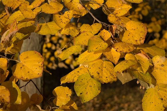 儿童生日祝福语
