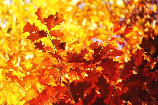 对公司祝福语简短30句