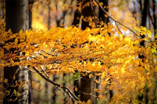 描写12分的句子 描写12月的句子