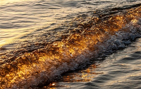 3.12植树节宣传标语(小学植树节活动宣传标语大全2026)