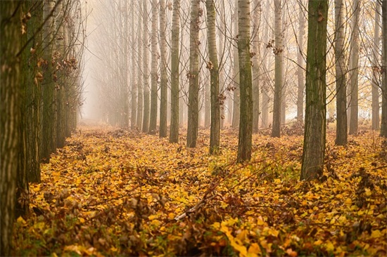 有关乐观的优美句子