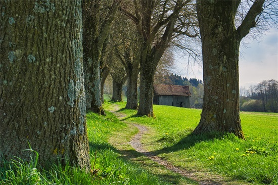 描写石榴的优美句子 描写石榴的优美句子短句