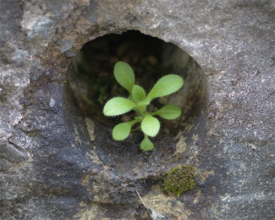 对未来向往的句子