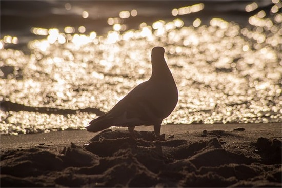 关于夫妻恩爱的句子