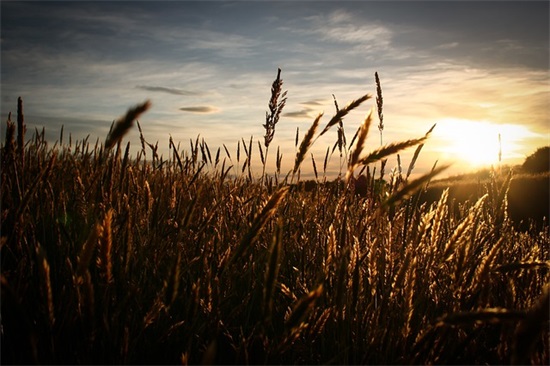 情感语录经典文案大全 名人情感语录经典文案