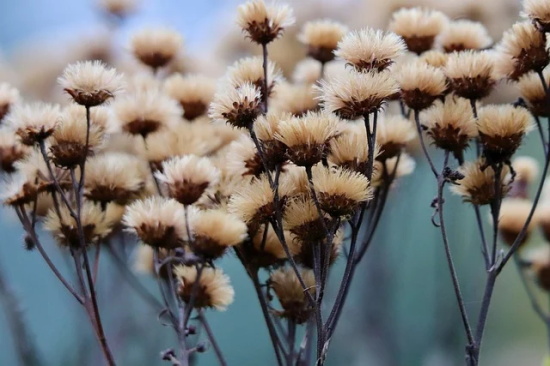 笛安经典语录83句