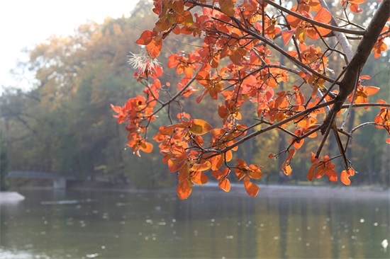 古风情感经典语录大全