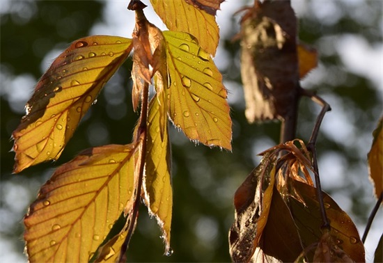 丧系情感语录文案 情感语录文案伤感