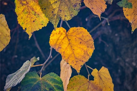 酒后伤感的句子经典语录